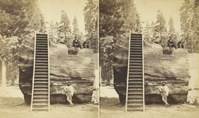 Framed Print : Section of the Original Big Tree, 92 ft. in circumference, 1870 / 71 Framed Print : Section of the Original Big Tree, 92 ft. in circumference, 1870 / 71
