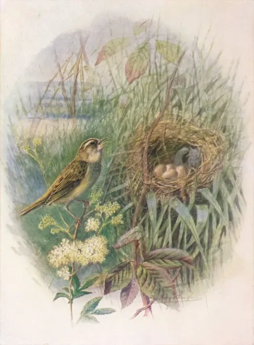 Framed Print : Sedge-Warbler - Acroceph alus phragmi tis, c1910, (1910). Artist: George James Rankin Framed Print : Sedge-Warbler - Acroceph alus phragmi tis, c1910, (1910). Artist: George James Rankin