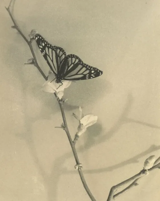 Framed Print : Seeker of nectar, 1940. Creator: Thelma Kent Framed Print : Seeker of nectar, 1940. Creator: Thelma Kent