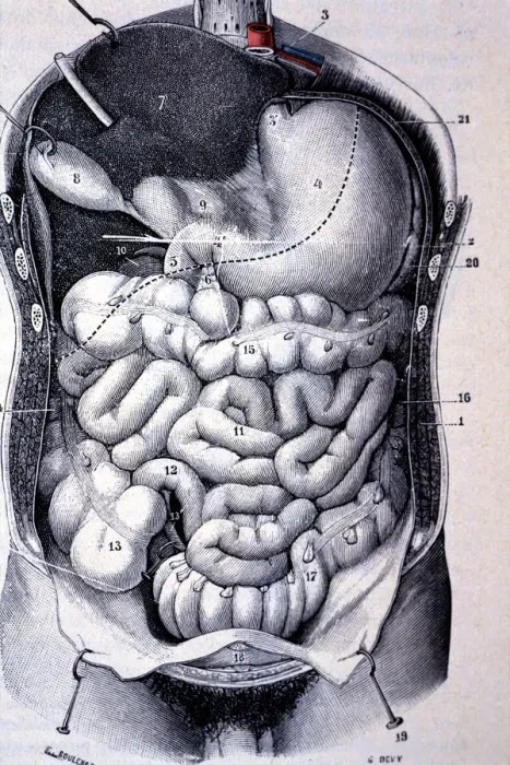 Framed Print : Segments of the colon seen together after resection of the anterior wall of the abdomen and thorax