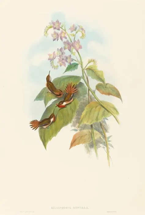 Framed Print : Selashorus scintilla (Scintillant Hummingbird). Creators: John Gould Framed Print : Selashorus scintilla (Scintillant Hummingbird). Creators: John Gould