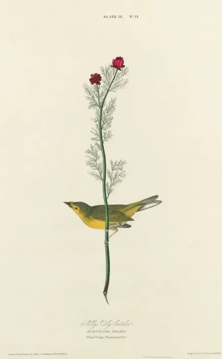 Framed Print : Selbys Fly Catcher, 1827. Creator: William Home Lizars Framed Print : Selbys Fly Catcher, 1827. Creator: William Home Lizars