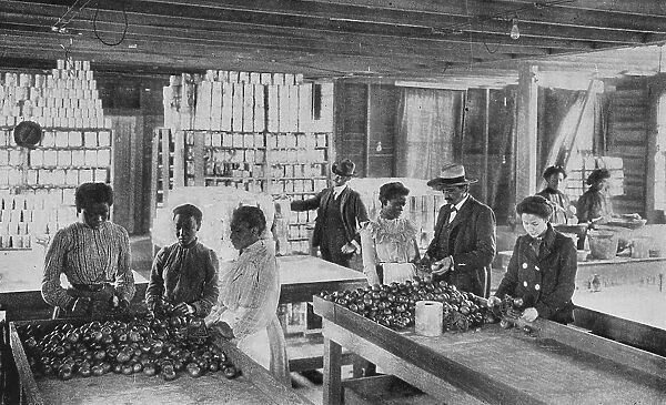 Selecting fruit for canning, 1904. Creator: Frances Benjamin Johnston