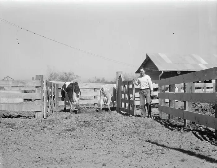 Framed Print : Self-help cooperative dairy, near Santa Ana, California, 1936. Creator: Dorothea Lange Framed Print : Self-help cooperative dairy, near Santa Ana, California, 1936. Creator: Dorothea Lange