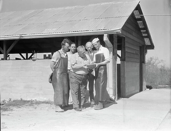 Self-help cooperative dairy, near Santa Ana, California, 1936. Creator: Dorothea Lange