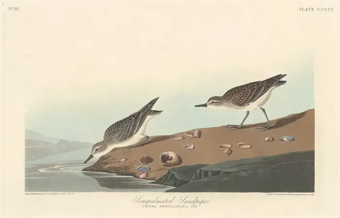 Framed Print : Semi-palmated Sandpiper, 1838. Creator: Robert Havell Framed Print : Semi-palmated Sandpiper, 1838. Creator: Robert Havell