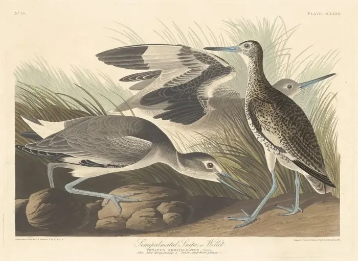 Framed Print : Semi-palmated Snipe or Willet, 1835. Creator: Robert Havell Framed Print : Semi-palmated Snipe or Willet, 1835. Creator: Robert Havell