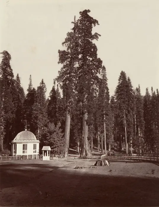Framed Print : The Sentinel, 315 feet, 1865-66, printed ca. 1876. Creator: Carleton Emmons Watkins Framed Print : The Sentinel, 315 feet, 1865-66, printed ca. 1876. Creator: Carleton Emmons Watkins