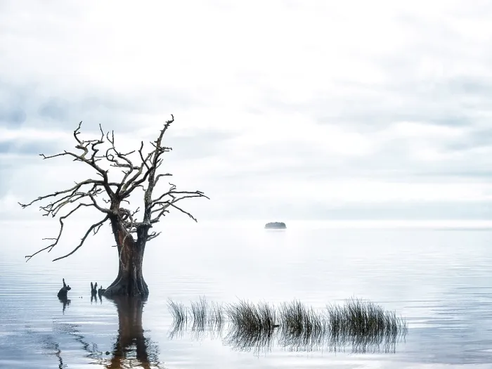 Framed Print : Sentinel Cypress. Creator: Eve Turek Framed Print : Sentinel Cypress. Creator: Eve Turek