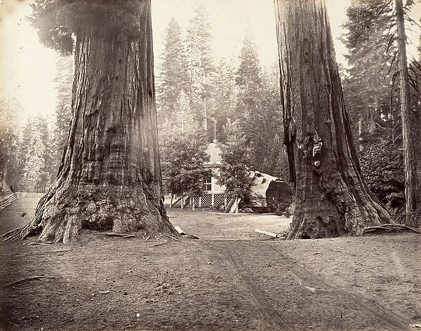 The Sentinels, 315 feet, Yosemite, ca. 1872, printed ca. 1876