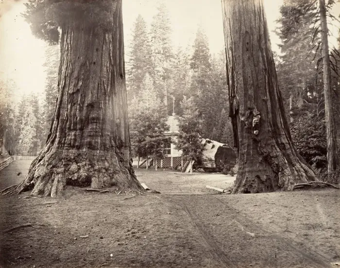 Framed Print : The Sentinels, 315 feet, Yosemite, ca. 1872, printed ca. 1876 Framed Print : The Sentinels, 315 feet, Yosemite, ca. 1872, printed ca. 1876