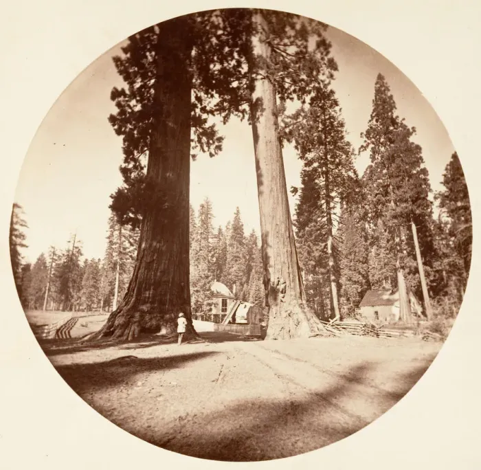 Framed Print : The Sentinels - Calaveras Grove, ca. 1878. Creator: Carleton Emmons Watkins Framed Print : The Sentinels - Calaveras Grove, ca. 1878. Creator: Carleton Emmons Watkins