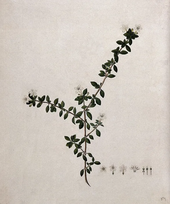 Framed Print : Serissa japonica (Thunb) Thunb: flowering stem and floral segments, (17--). Creator: Unknown