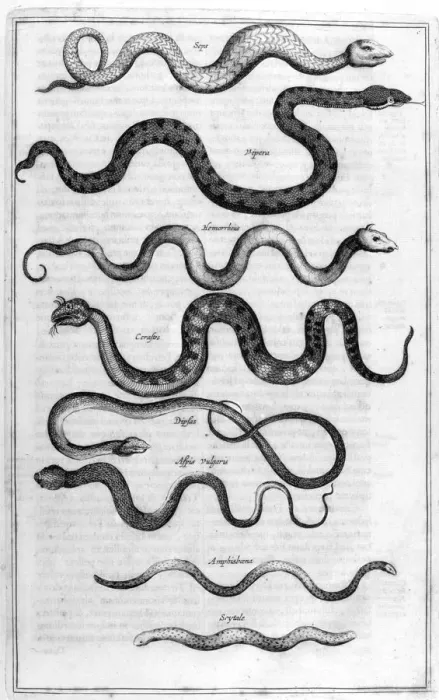 Framed Print : Serpents, 1675. Artist: Athanasius Kircher Framed Print : Serpents, 1675. Artist: Athanasius Kircher