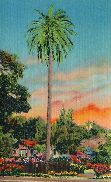 Serra Palm. The First Palm Tree in California, c1941