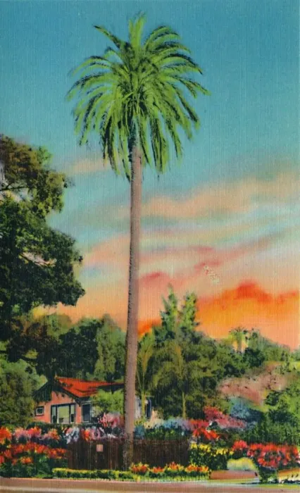 Framed Print : Serra Palm. The First Palm Tree in California, c1941 Framed Print : Serra Palm. The First Palm Tree in California, c1941