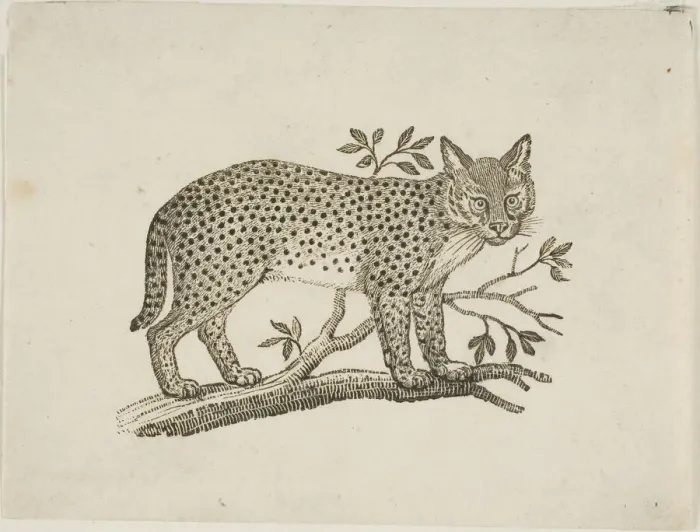 Framed Print : The Serval, n. d. Creator: Thomas Bewick Framed Print : The Serval, n. d. Creator: Thomas Bewick