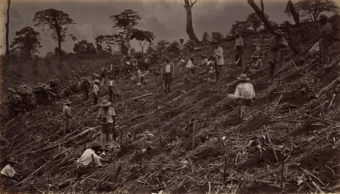 Framed Print : Setting out a Coffee Plantation at Antigua de Guatemala, 1875, published 1877 Framed Print : Setting out a Coffee Plantation at Antigua de Guatemala, 1875, published 1877