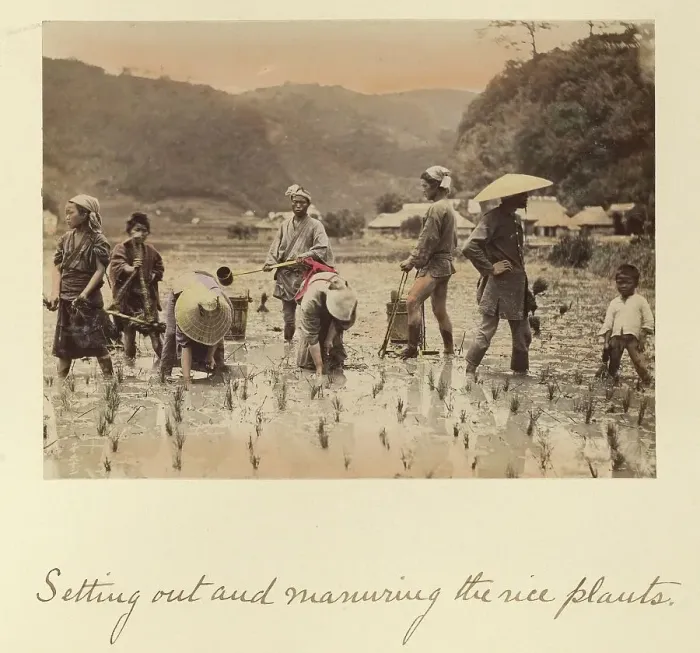 Framed Print : Setting out and manuring the rice plants, about 1873-1883. Creator: Shinichi Suzuki I Framed Print : Setting out and manuring the rice plants, about 1873-1883. Creator: Shinichi Suzuki I