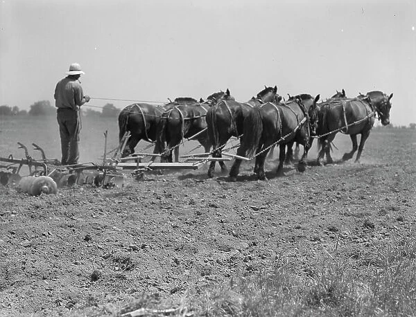 Seven-horse disc used in cultivating corn, Tulare County, California, 1937. Creator: Dorothea Lange