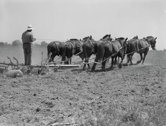 Framed Print : Seven-horse disc used in cultivating corn, Tulare County, California, 1937. Creator: Dorothea Lange Framed Print : Seven-horse disc used in cultivating corn, Tulare County, California, 1937. Creator: Dorothea Lange