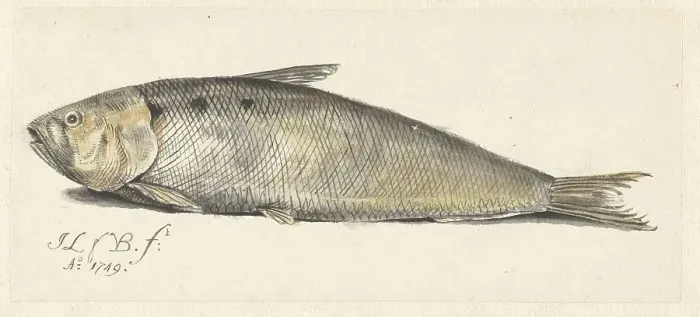 Framed Print : Shad, 1749. Creator: Johannes le Francq van Berkhey Framed Print : Shad, 1749. Creator: Johannes le Francq van Berkhey