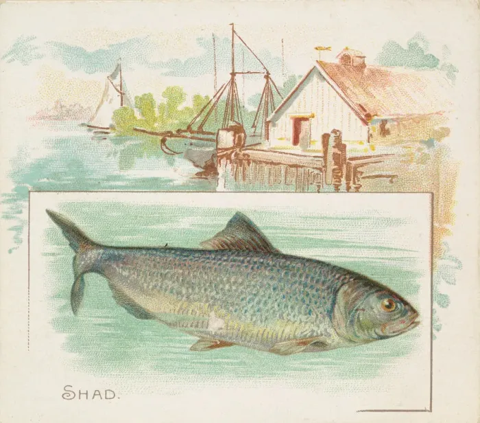 Framed Print : Shad, from Fish from American Waters series (N39) for Allen & Ginter Cigarettes, 1889 Framed Print : Shad, from Fish from American Waters series (N39) for Allen & Ginter Cigarettes, 1889