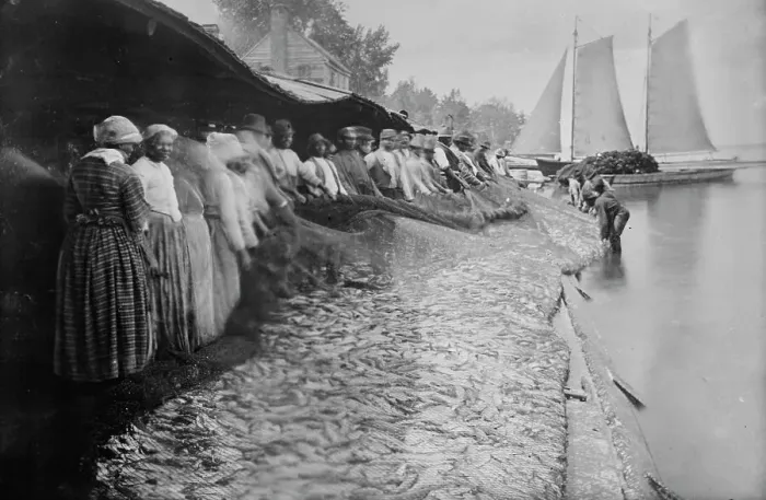 Framed Print : Shad fishing -- fishers and catch, 1915. Creator: Bain News Service Framed Print : Shad fishing -- fishers and catch, 1915. Creator: Bain News Service