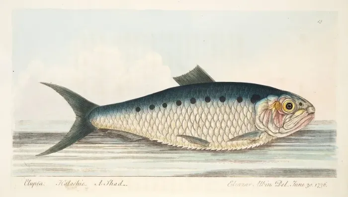 Framed Print : The Shad, from A Treatise on Fish and Fish-ponds, pub. 1832 (hand coloured engraving) Framed Print : The Shad, from A Treatise on Fish and Fish-ponds, pub. 1832 (hand coloured engraving)