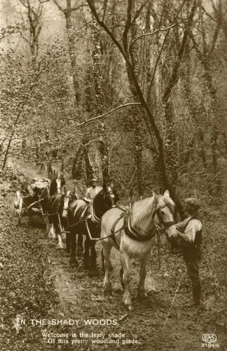 Framed Print : In the Shady Woods, late 19th or early 20th century Framed Print : In the Shady Woods, late 19th or early 20th century