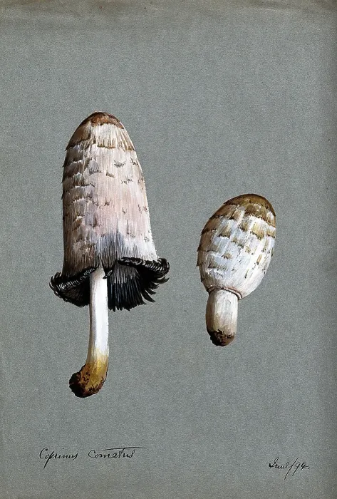 Framed Print : Shaggy ink cap or lawyer's wig fungus (Coprinus comatus): two fruiting bodies, 1894. Creator: Unknown. Shaggy ink cap or lawyer's wig fungus (Coprinus comatus): two fruiting bodies, 1894. Creator: Unknown Framed Print : Shaggy ink cap or lawyer's wig fungus (Coprinus comatus): two fruiting bodies, 1894. Creator: Unknown. Shaggy ink cap or lawyer's wig fungus (Coprinus comatus): two fruiting bodies, 1894. Creator: Unknown