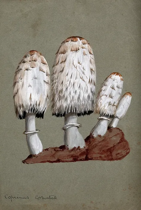 Framed Print : Shaggy ink cap or lawyer's wig fungus (Coprinus comatus): fruiting bodies on soil, c1890s. Creator: Unknown. Shaggy ink cap or lawyer's wig fungus (Coprinus comatus): fruiting bodies on soil, c1890s. Creator: Unknown Framed Print : Shaggy ink cap or lawyer's wig fungus (Coprinus comatus): fruiting bodies on soil, c1890s. Creator: Unknown. Shaggy ink cap or lawyer's wig fungus (Coprinus comatus): fruiting bodies on soil, c1890s. Creator: Unknown