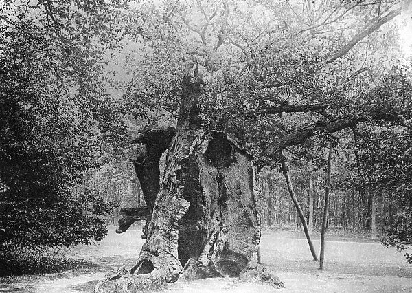 The Shambles Oak, Sherwood Forest, 1904