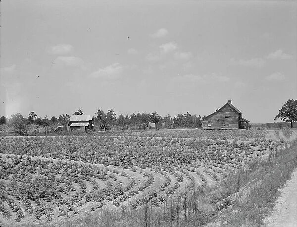 Sharecrop farm, Gaffney, South Carolina, 1937. Creator: Dorothea Lange