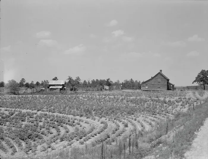 Framed Print : Sharecrop farm, Gaffney, South Carolina, 1937. Creator: Dorothea Lange Framed Print : Sharecrop farm, Gaffney, South Carolina, 1937. Creator: Dorothea Lange