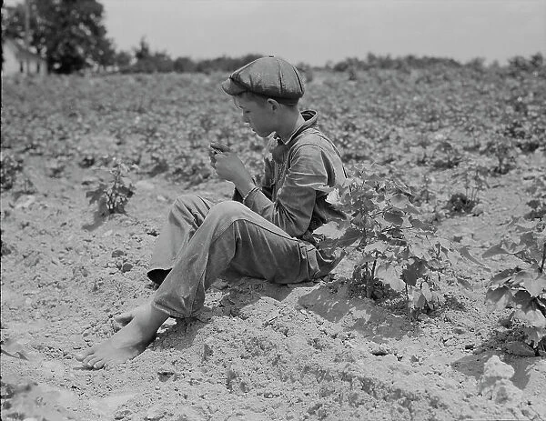 Sharecropper boy near Chesnee, South Carolina, 1937. Creator: Dorothea Lange