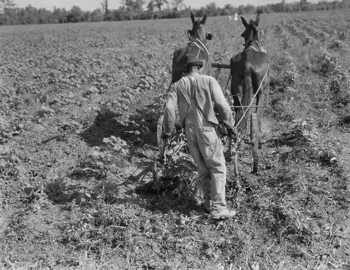 Framed Print : Sharecropper cultivating cotton with team, Near Shreveport, Louisiana, 1937. Creator: Dorothea Lange Framed Print : Sharecropper cultivating cotton with team, Near Shreveport, Louisiana, 1937. Creator: Dorothea Lange