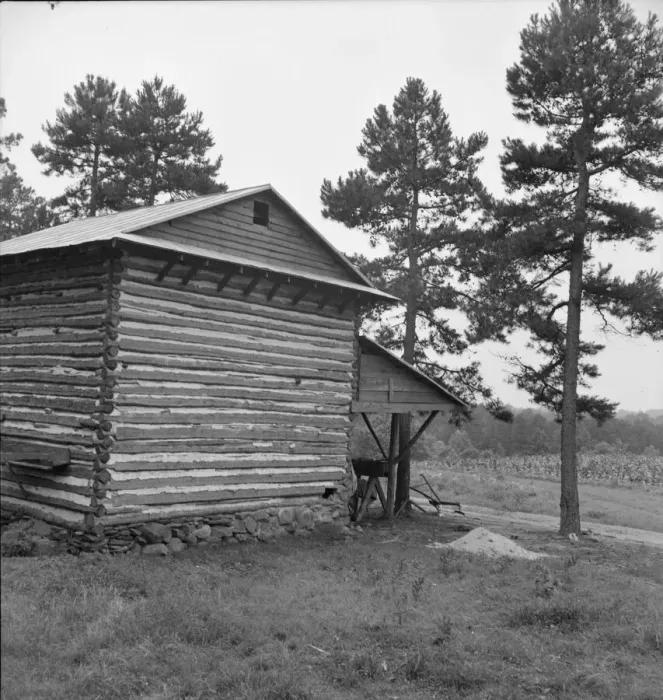 Framed Print : Sharecropper tobacco barn showing tobacco in field... Person County, North Carolina, 1939. Creator: Dorothea Lange Framed Print : Sharecropper tobacco barn showing tobacco in field... Person County, North Carolina, 1939. Creator: Dorothea Lange