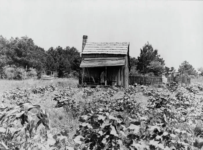 Framed Print : Sharecropper's cabin, cotton and corn, near Jackson, Mississippi, 1937. Creator: Dorothea Lange Framed Print : Sharecropper's cabin, cotton and corn, near Jackson, Mississippi, 1937. Creator: Dorothea Lange