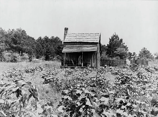 Sharecropper's cabin, cotton and corn, near Jackson, Mississippi, 1937. Creator: Dorothea Lange