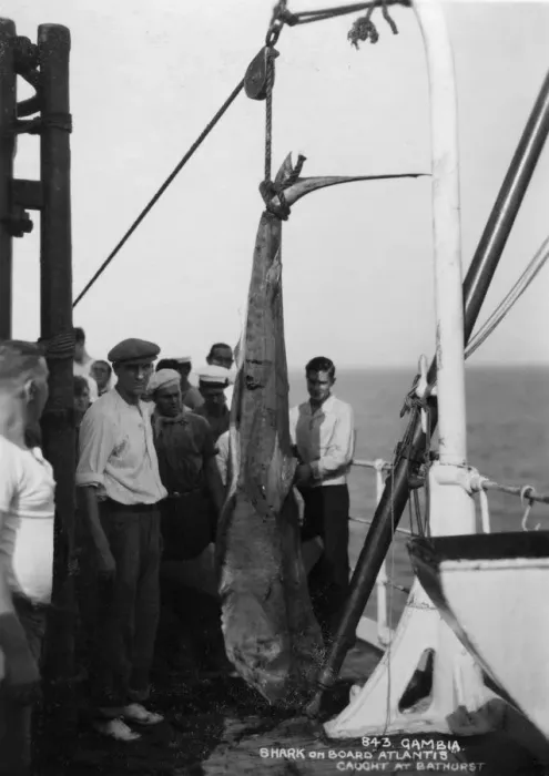 Framed Print : Shark on board the cruise ship Atlantis, caught off Bathurst, Gambia, 20th century Framed Print : Shark on board the cruise ship Atlantis, caught off Bathurst, Gambia, 20th century