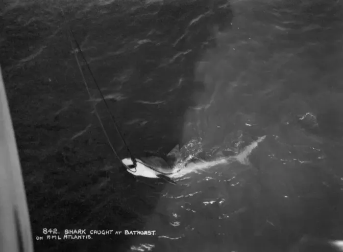 Framed Print : Shark caught by the cruise ship Atlantis, off Bathurst, Gambia, 20th century Framed Print : Shark caught by the cruise ship Atlantis, off Bathurst, Gambia, 20th century