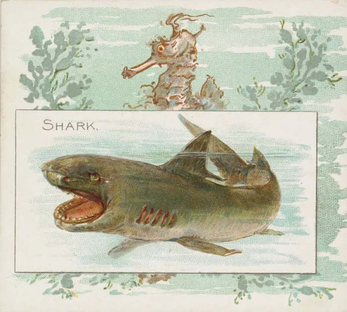 Framed Print : Shark, from Fish from American Waters series (N39) for Allen & Ginter Cigarettes Framed Print : Shark, from Fish from American Waters series (N39) for Allen & Ginter Cigarettes