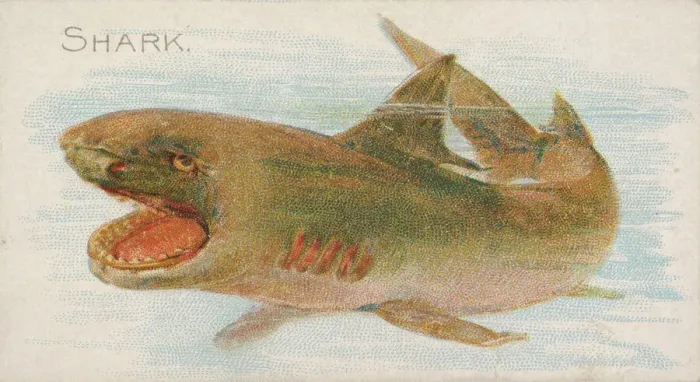 Framed Print : Shark, from the Fish from American Waters series (N8) for Allen & Framed Print : Shark, from the Fish from American Waters series (N8) for Allen &
