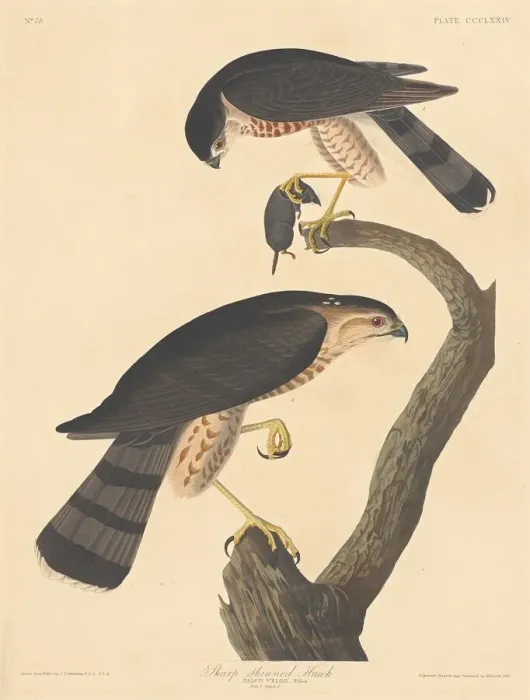 Framed Print : Sharp-shinned Hawk, 1837. Creator: Robert Havell Framed Print : Sharp-shinned Hawk, 1837. Creator: Robert Havell