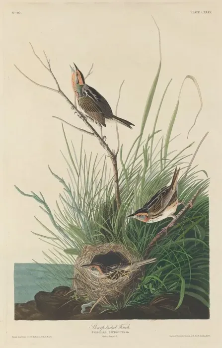 Framed Print : Sharp-Tailed Finch, 1832. Creator: Robert Havell Framed Print : Sharp-Tailed Finch, 1832. Creator: Robert Havell
