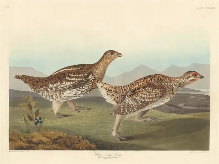 Framed Print : Sharp-tailed Grous, 1837. Creator: Robert Havell Framed Print : Sharp-tailed Grous, 1837. Creator: Robert Havell
