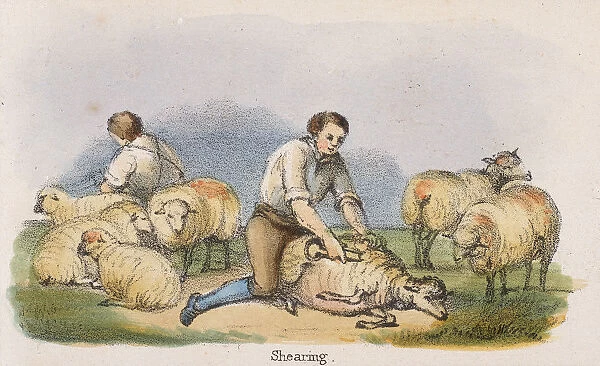 Shearing, c1845. Artist: Benjamin Waterhouse Hawkins