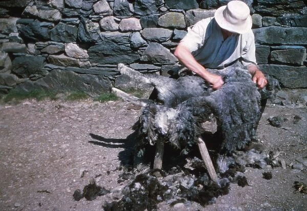 Shearing a sheep by hand, Lake District, c1960s. Artist: CM Dixon