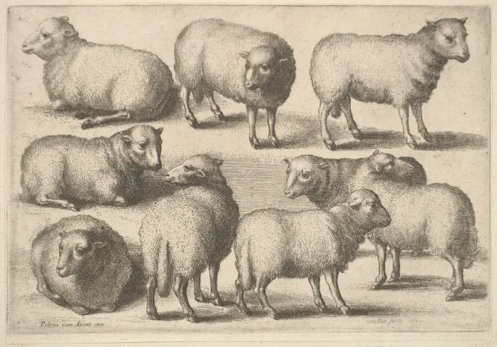Framed Print : Nine sheep, 1646. Creator: Wenceslaus Hollar Framed Print : Nine sheep, 1646. Creator: Wenceslaus Hollar